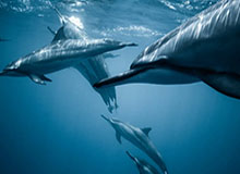 有损礼节，法国男篮后卫最后时刻与东契奇握手致意后上空篮险酿冲突